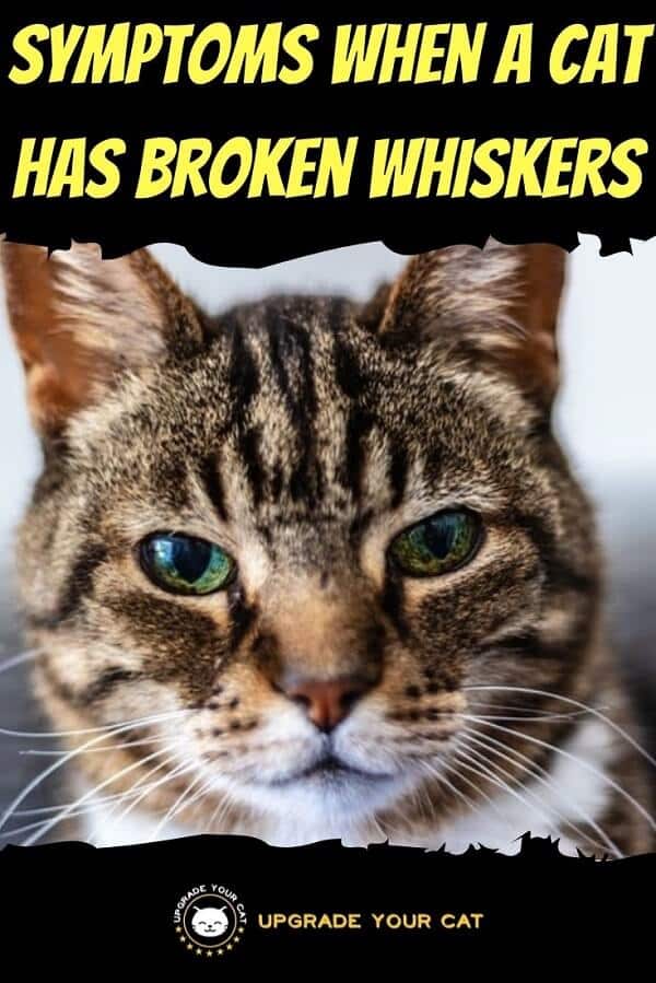 Broken Cat Whiskers Symptoms