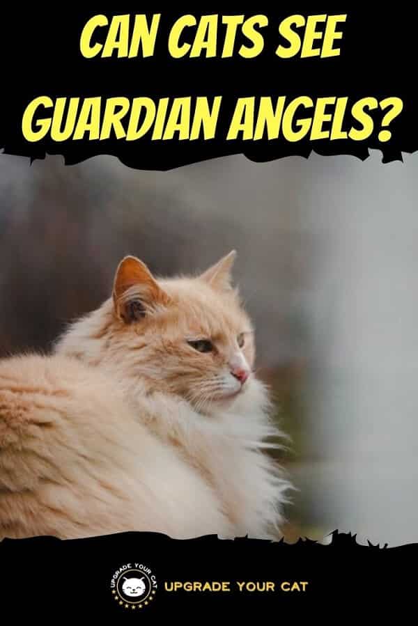 Can Cats See Guardian Angels