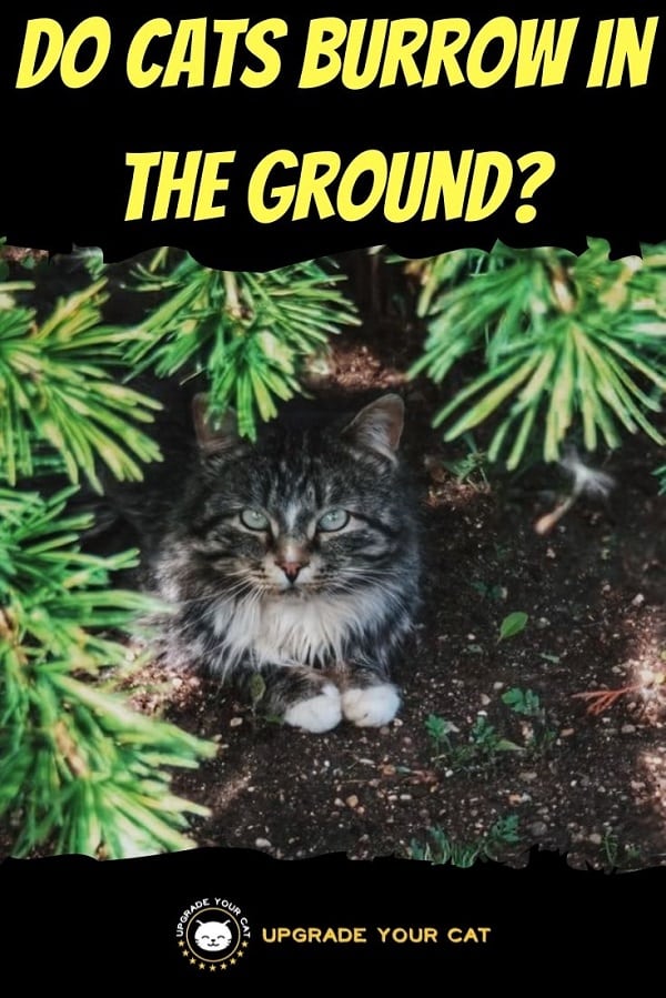Do Cats Burrow in the Ground