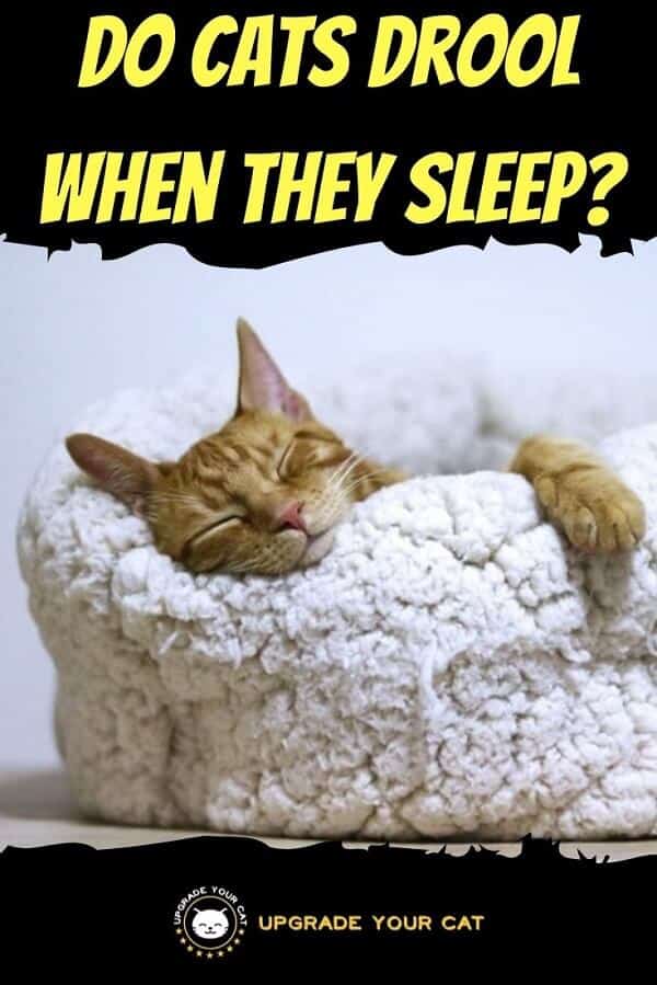 Do Cats Drool When They Sleep