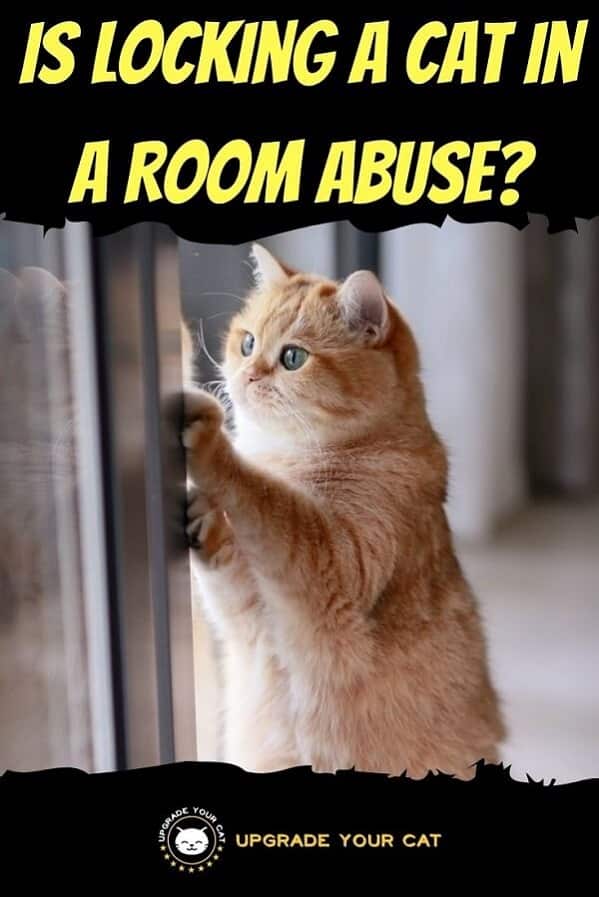 Is Locking a Cat in a Room Abuse