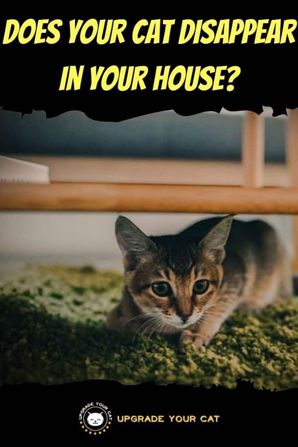 My Cat Disappeared in My House