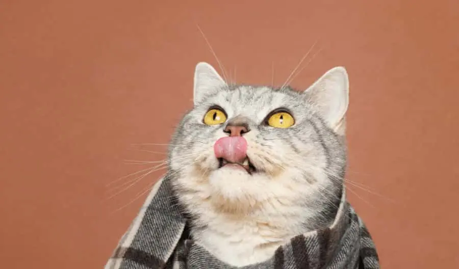 cat in blanket