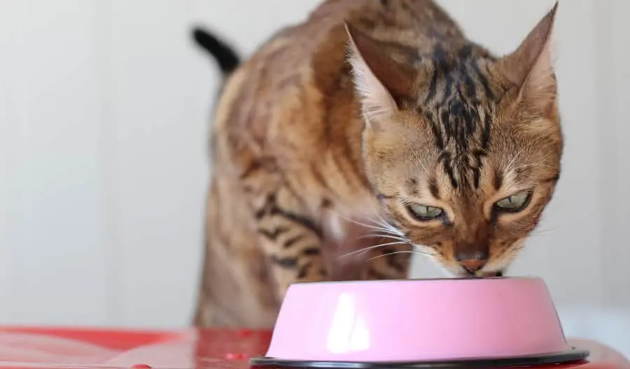 Savannah Cat eating