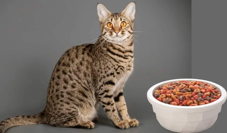 What do savannah cats eat?