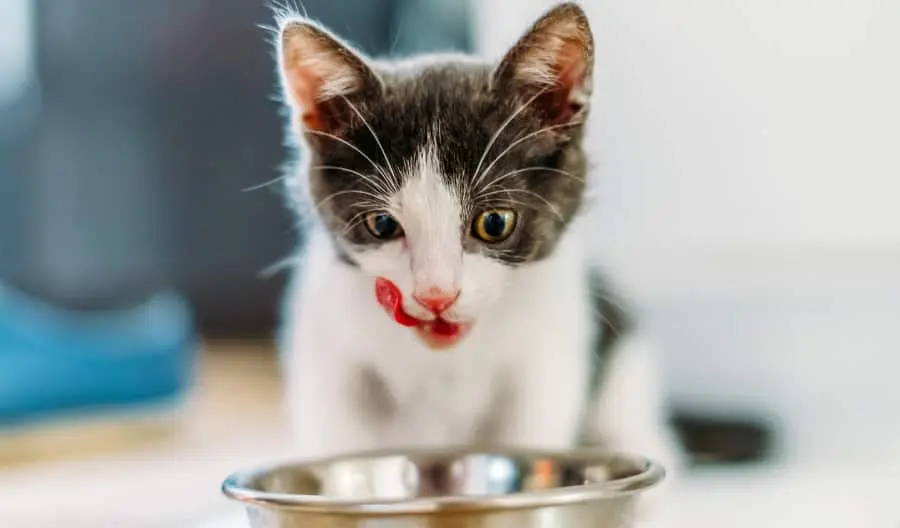 cute cat