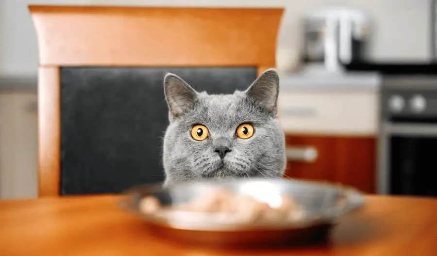 Why Do Cats Cover their Food