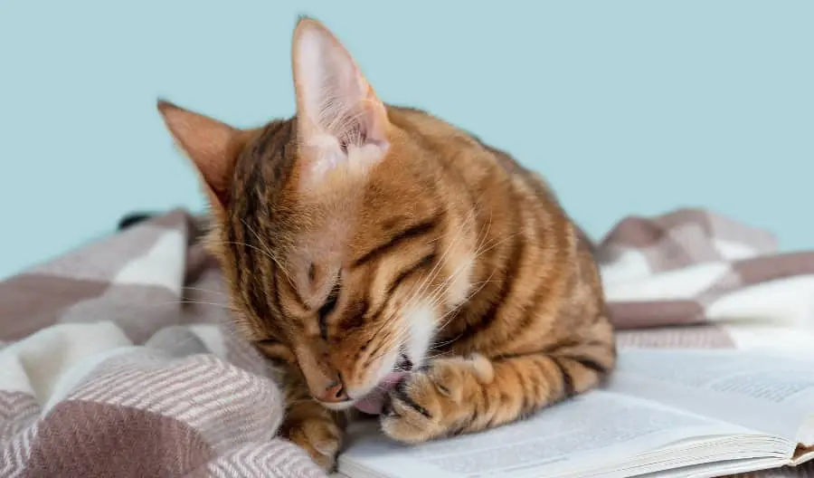 Why Cats Lick Blankets