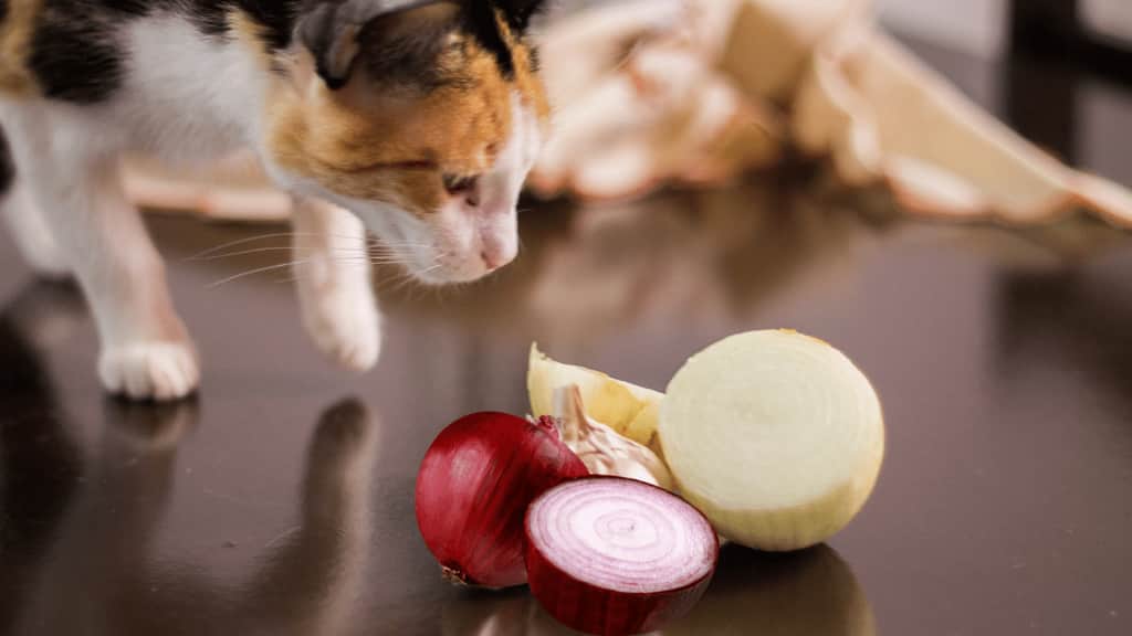 onion Poisoning in cats