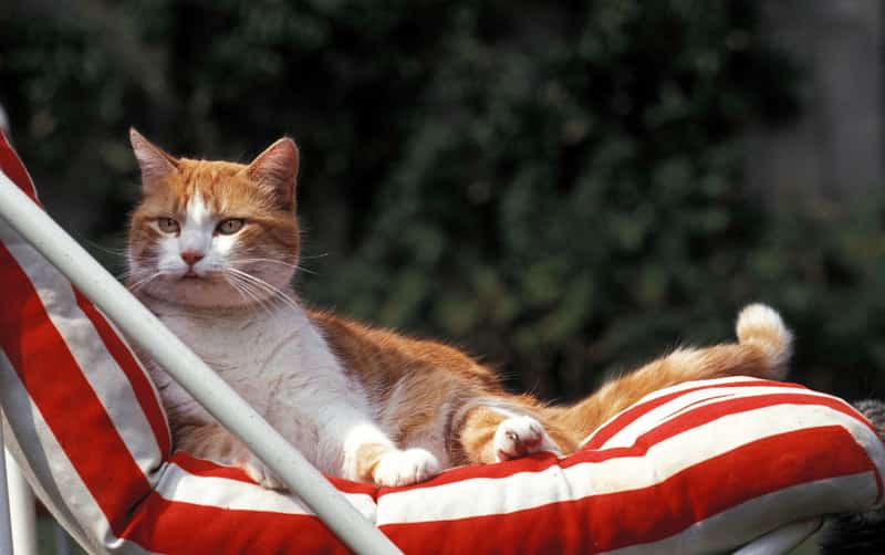 cat in hot weather