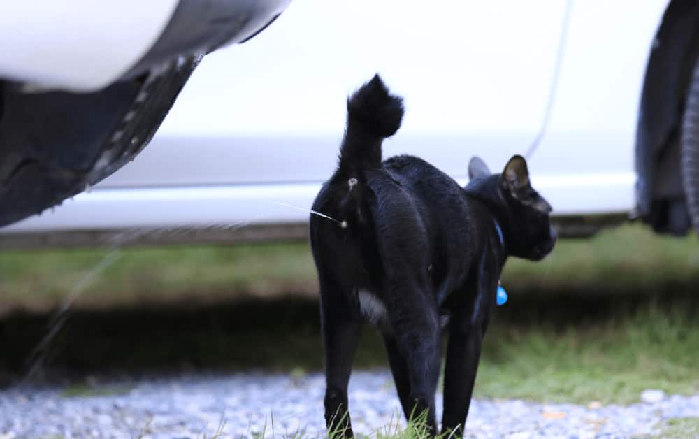 spraying cat