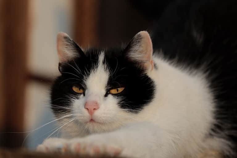 cat aggression for food