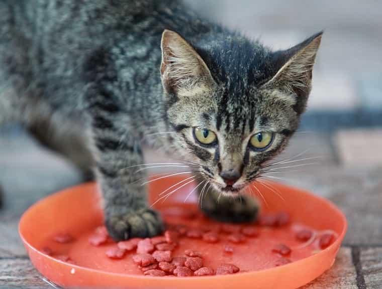 cat scratching food bowl