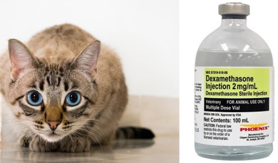 Dexamethasone Injection for Cats