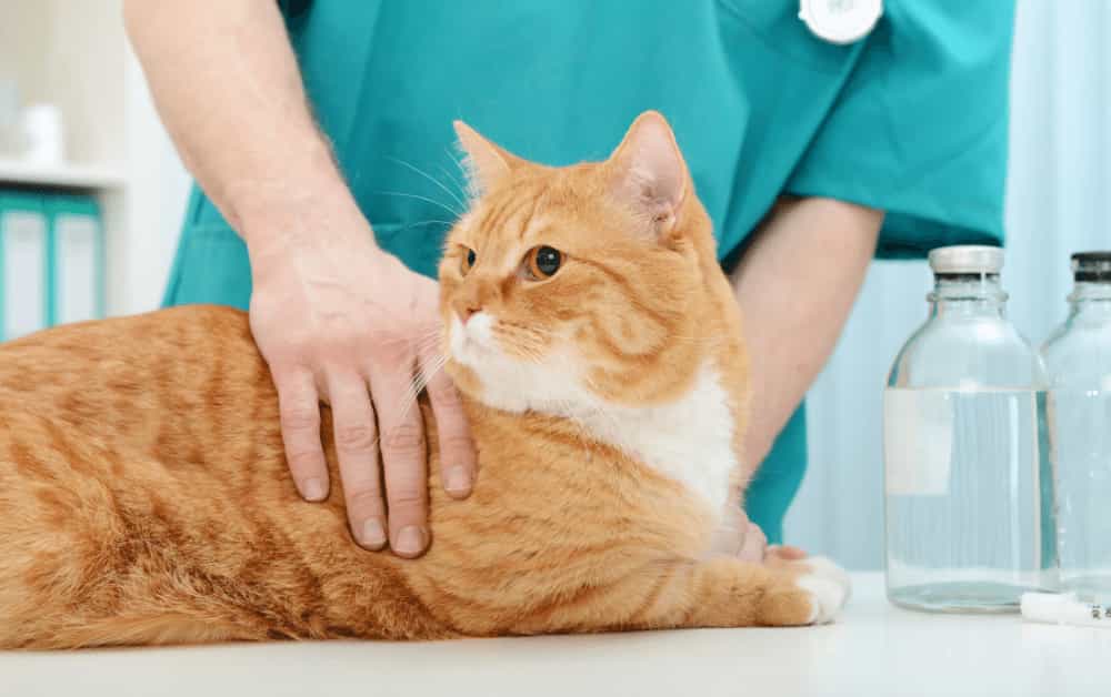 cat with vet