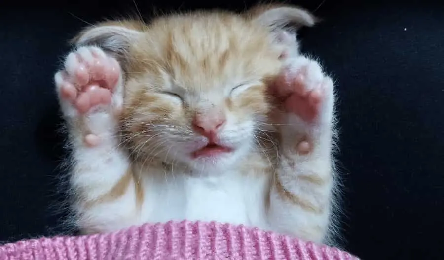 cat pawing