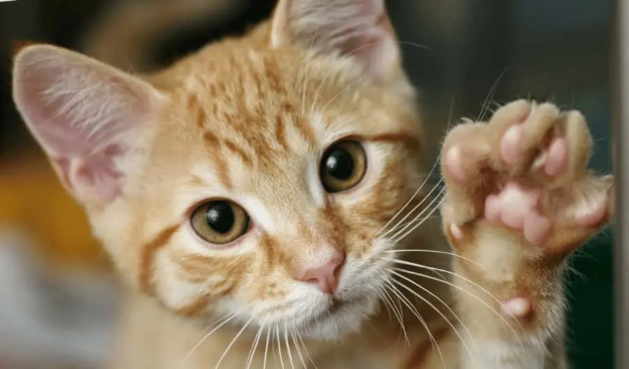 Why do cats put their paws on your face