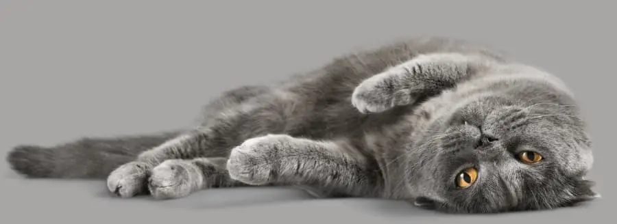 naughty cat