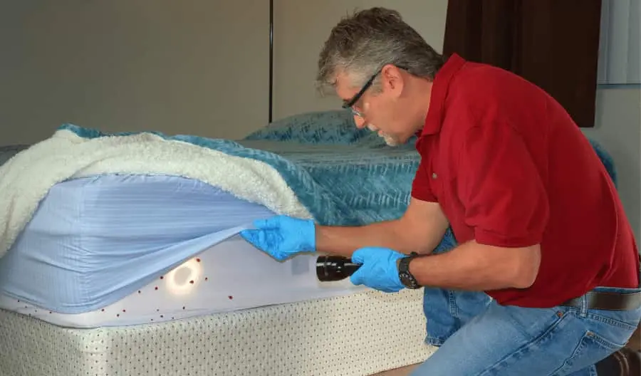 bed bugs under bed cover