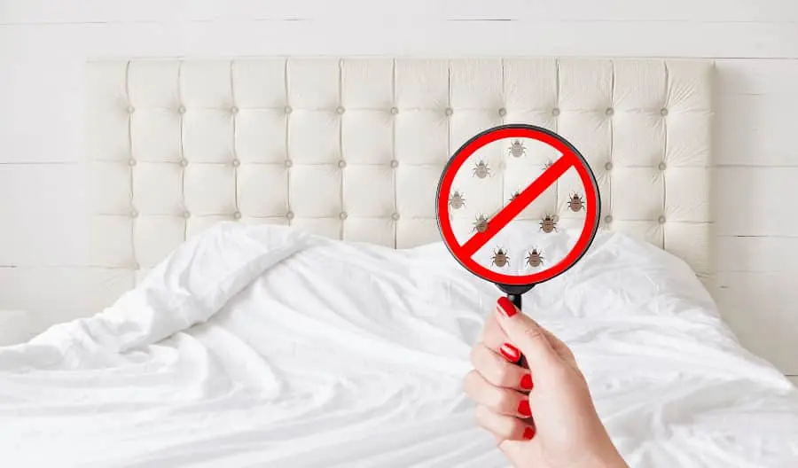 bed bugs on bed