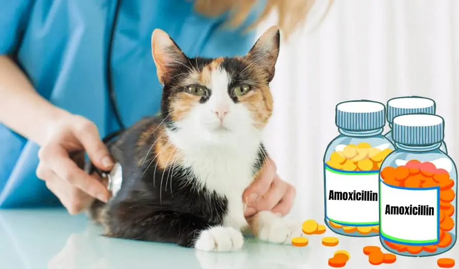 Amoxicillin uses for Cats