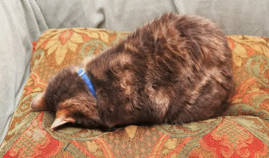 cat sleep face down
