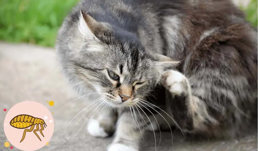 fleas on cat