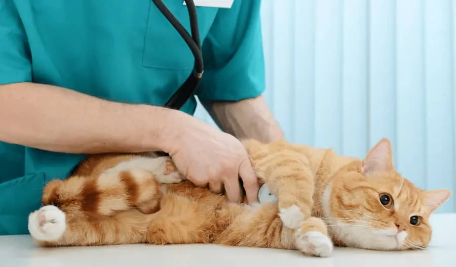 ill cat with vet