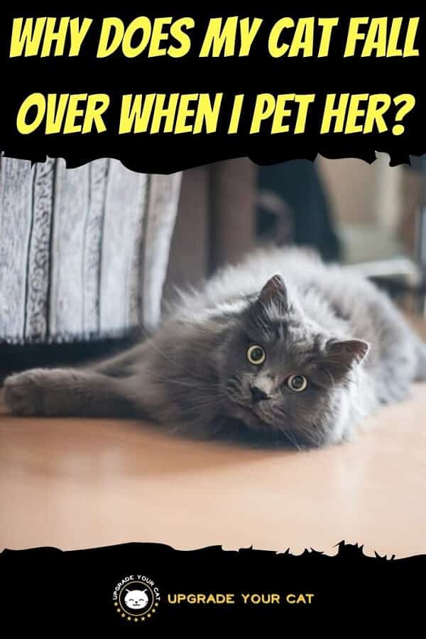 Why Does My Cat Fall Over When I Pet Her