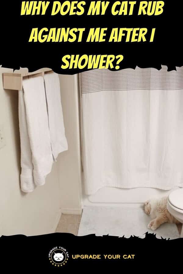 Why Does My Cat Rub Against Me After I Shower