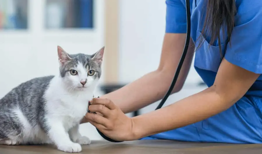vet with cat