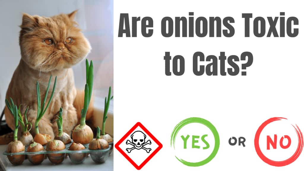 How much onion is toxic to Cats?