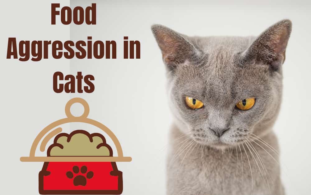 Food Aggression in cats