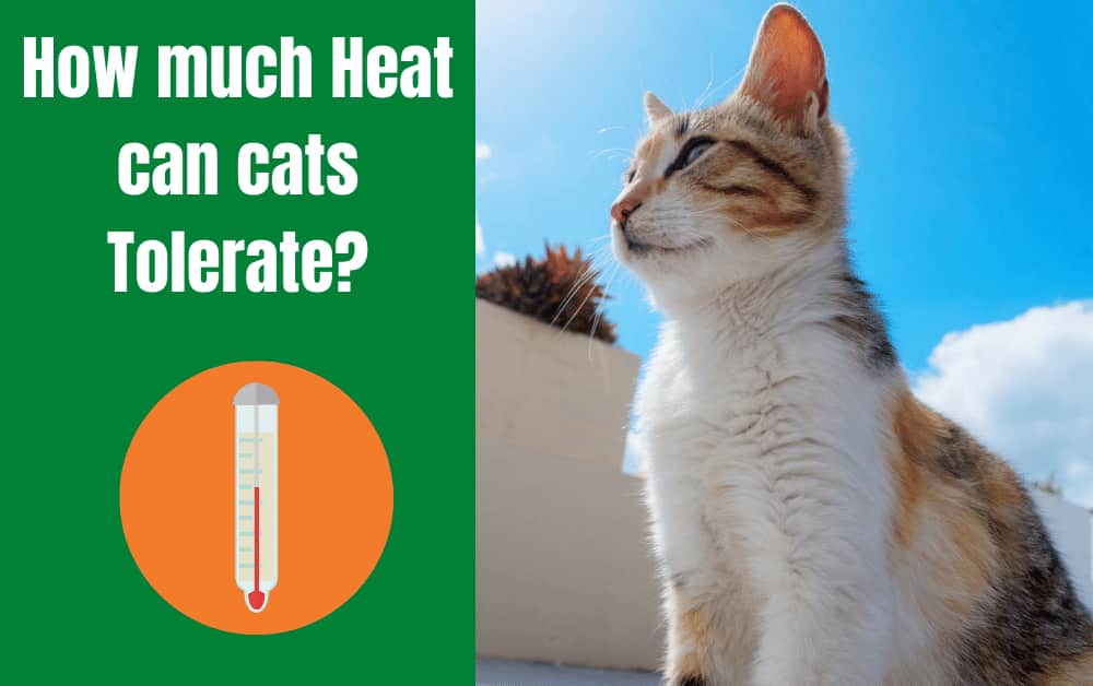 How much Heat can cats Tolerate