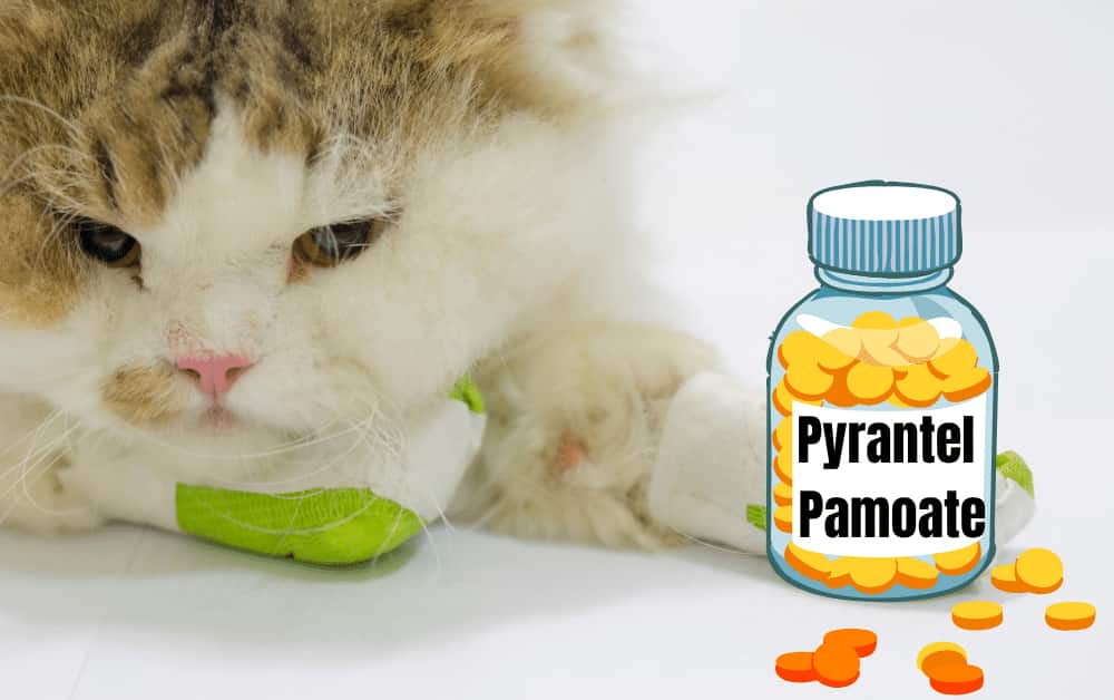 Pyrantel pamoate dosage for cats