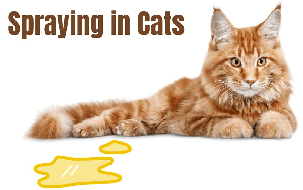 How often do Male cats spray