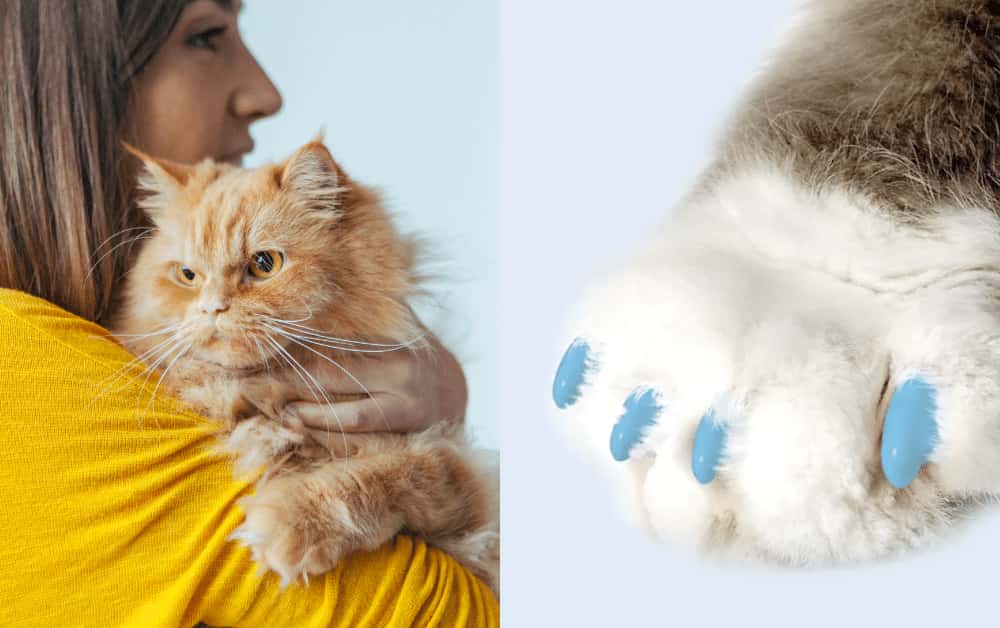 Are Nail Caps safe for cats
