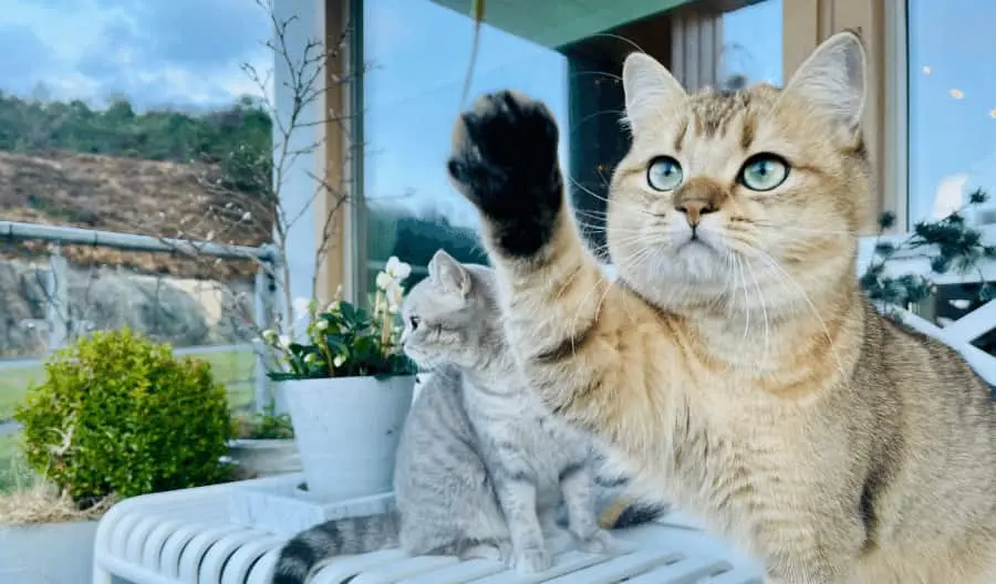 Should I Stop My Cat pawing