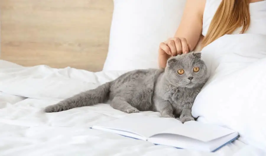 cat on bed