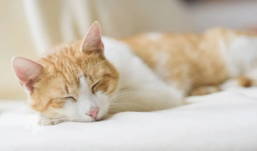 Why do cats sleep on their face?