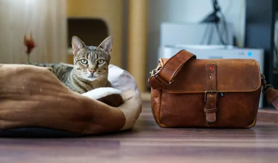 Savannah cat