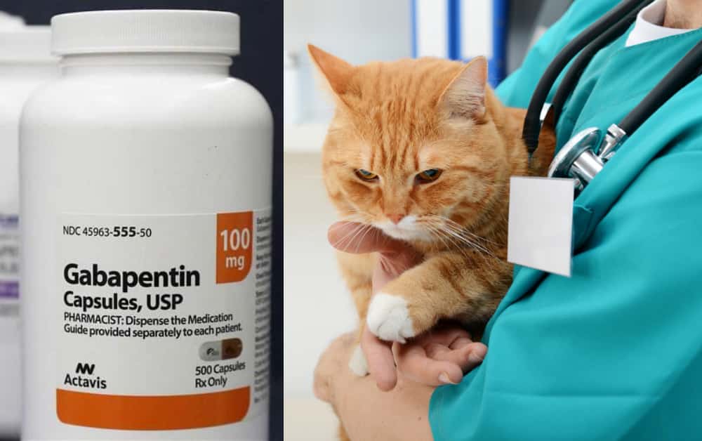 Gabapentin for Cats