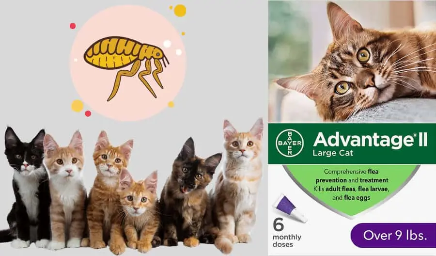 Advantage II for Cats