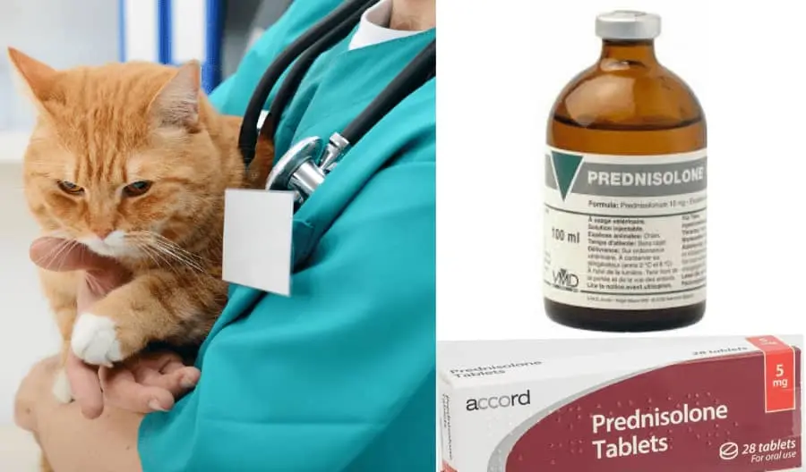 Prednisolone for cats