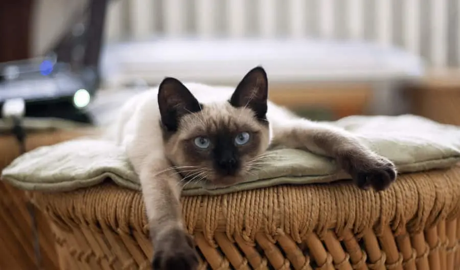 cat covering food