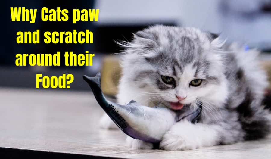 Cats paw and scratch around their Food