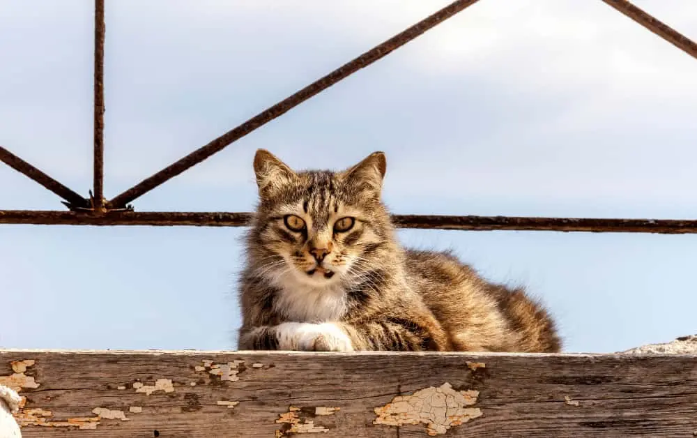 What do Stray Cats like to eat