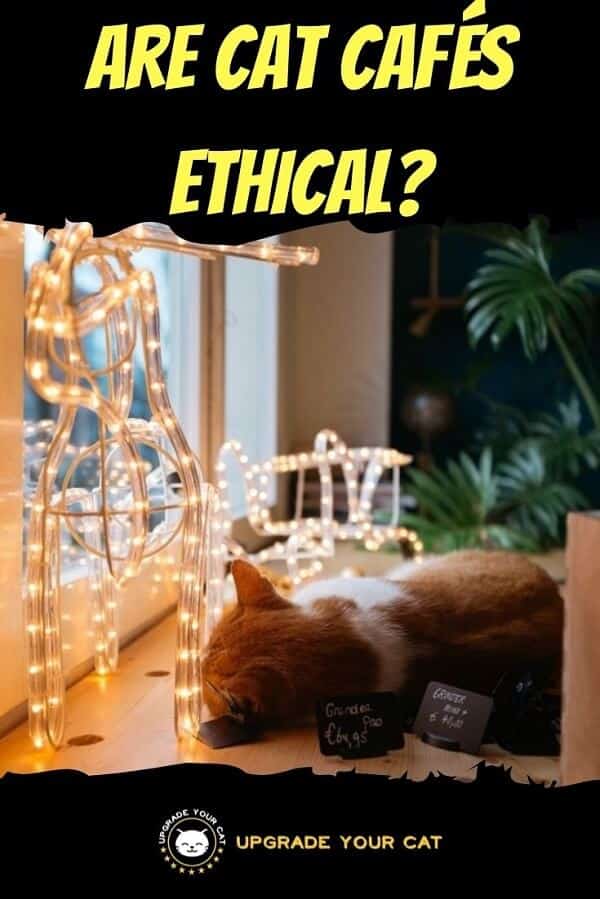 Are Cat Cafes Ethical