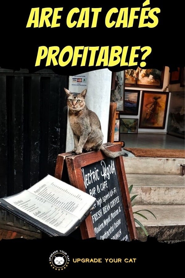 Are Cat Cafes Profitable