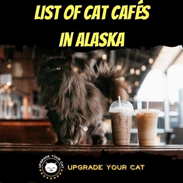 Cat Cafes in Alaska
